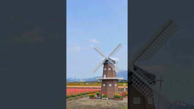五泉市チューリップまつり #チューリップ畑 #新潟県 #五泉市 #新潟観光 #ディスイズ新潟
