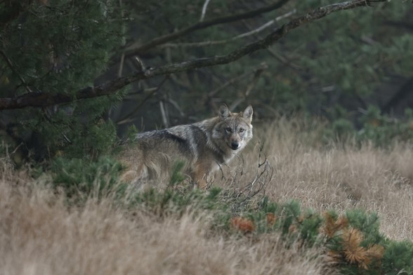 Foto van een wolf op de Veluwe (ter decoratie).