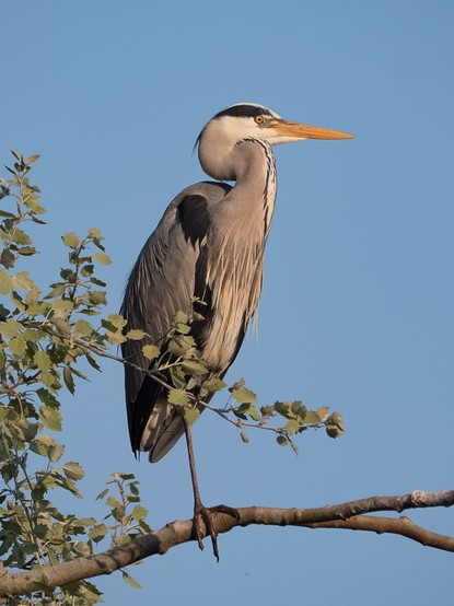 Ein Graureiher steht auf einem Bein auf einem Birkenast vor einem wolkenlosen blauen Himmel
A grey heron stands on one leg on a birch branch against a cloudless blue sky