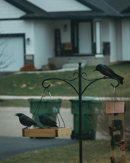 Three common grackles perch and feed at a backyard bird feeder setup in a suburban neighborhood. Two birds are in the wooden platform feeder, while one is on the metal pole above. In the background, a modern white house and two green garbage bins slightly distract from the otherwise moody, cinematic tone of the photo.