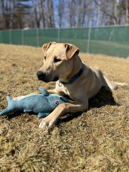 A lab mix named Huey Lewis lays outside on some brownish grass at Berkshire Humane, where he's available to adopt fee-free during the event. He's tan with low ears. There's a blue shark plushy toy between his front paws and he's looking to the side of the camera
