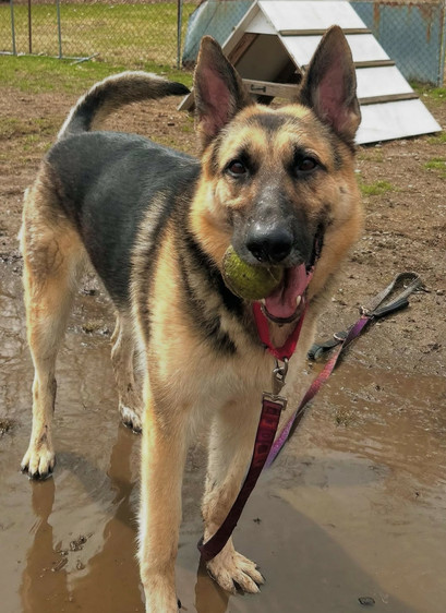 Tatum is a one year old german shepherd available to adopt fee free during the event at the Worcester Animal Rescue League. He's standing in a little bit of standing water on a muddy field and looking at the camera playfully with a tennis ball in his mouth. He's wearing a red leash thats on the ground.