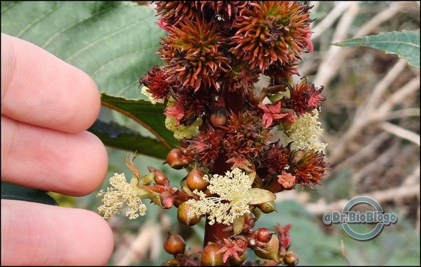 Inflorescencias de Ricinus communis junto a mis dedos ;-)