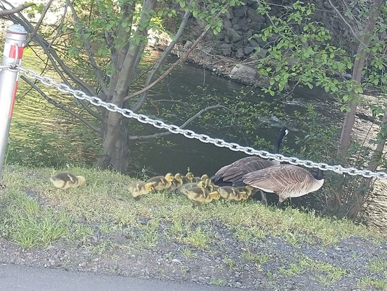 Two canada geese walking towards some water just on the other side of a chain barrier at the edge of our local Greenway bike path, followed by a whole gaggle of goslings. The babies are young enough to have fuzzy yellow down on their chests and bellies, but old enough to have grey and while flight feathers on their wings.