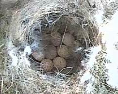 Eight speckled eggs in the nest bowl with white feathers around, close up view