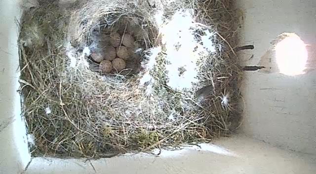 Eight speckled eggs in the nest bowl with white feathers around, full view of nest box with sunlight shinning in the entrance hole