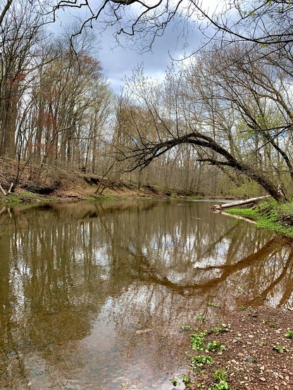 A creek winds through the woods beneath a cloudy sky. Overhead, tree branches reach toward one another, forming a natural arch that mirrors in the water, along with the sky and the surrounding forest.