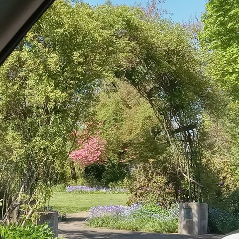 A public rose garden park on a sunny spring day in the US Pacific Northwest. A large metal trellis arch covered in leafy vines frames a view of a paved garden path edged by lawn, banks of  blue and purple flowers, and trees, one of which at center back sporting a crown of pink blossoms.