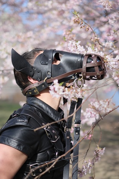 A person dressed in a black leather harness and short-sleeved leather shirt is wearing a detailed black leather horse hood with pointed ears and brown muzzle straps. They are leaning forward into a blooming cherry blossom tree, with delicate pale pink flowers and branches partially obscuring their face. The scene is outdoors, bathed in soft natural light, and the background is filled with more cherry blossoms in full bloom, creating a dreamy, springtime atmosphere.