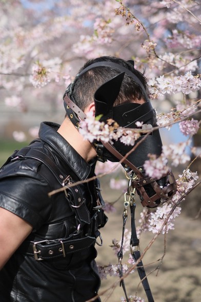 A person in a black leather harness and short-sleeved leather shirt wears a striking black leather horse hood with upright ears and brown muzzle straps. They are tilting their head upward, appearing to sniff or nuzzle the cherry blossoms that surround them. The cherry blossom branches and soft pink flowers frame the scene, with the person’s face more visible through the hood’s open sections. The background is a blur of pastel blossoms, enhancing the serene, spring mood.
