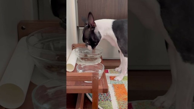 おはよう！メルの朝ごはん #ボストンテリア #ボステリ #bostonterrier