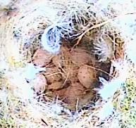 Nine eggs are just visible slightly pinky speckly