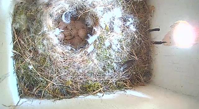 Full view of nest box with just visible none eggs, difficult to see as feathers in the way