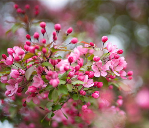 Spring Blossoms Orchard Glen Park Fargo ND

Whispers of Spring

In Orchard Glen where stillness sings,
A gentle bloom of angel wings—
Apple blossoms, soft and white,
Awake the world in morning light.

Their petals float like scented snow,
In sunlit rows they gently glow,
As if the earth began to dream,
And stitched the air with lace and gleam.

Each branch a brush in nature’s hand,
Painting grace across the land;
Hope unfurls in fragrant hue,
And every breeze feels born anew.

Here, spring speaks in whispered song,
Where blossom days are brief—but strong,
And beauty blooms, then drifts away—
A fleeting prayer of pink and gray.

++++++++

This is to help us remember, there is some beauty and good in the world. While it may be hidden, it will again emerge. Oddly enough, this was taken last weekend while visiting family (and adorable grandchildren) in Fargo ND.

Image:
https://fineartamerica.com/featured/spring-blossoms-orchard-glen-park-fargo-nd-wayne-moran.html

#Spring #flowers #fargo #northDakota #nature #hiking #Landscape #photography #travel #travelphotography

#AYearForArt #buyintoArt