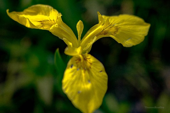 Yellow Flag Iris on the Trail
Found growing wild in the middle of a path at Presque Isle last summer—holding its ground where most things wouldn’t. #photo #flowers #erie #photography #yellowflagiris #Irispseudacorus #yellow