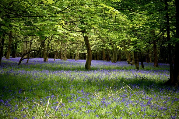 A sea of bluebells in a forest with green trees a soft light coming from the top