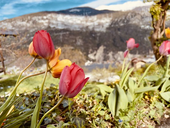 A cheerful close-up of red and orange tulips in bloom, with a scenic mountain backdrop, warm spring sunlight.