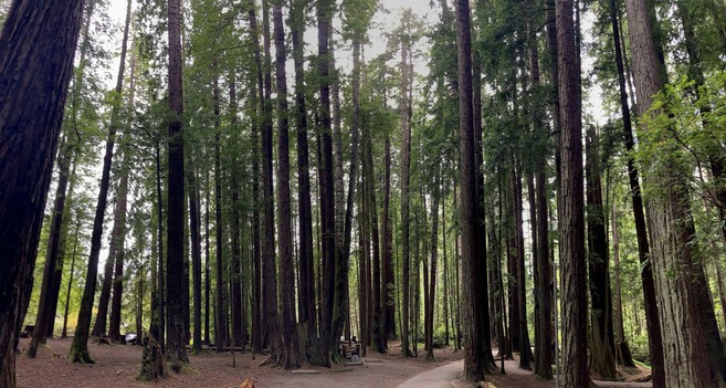 Panoramic photograph of a redwood forest with the sky behind and a road in the foreground extending into the woods.
