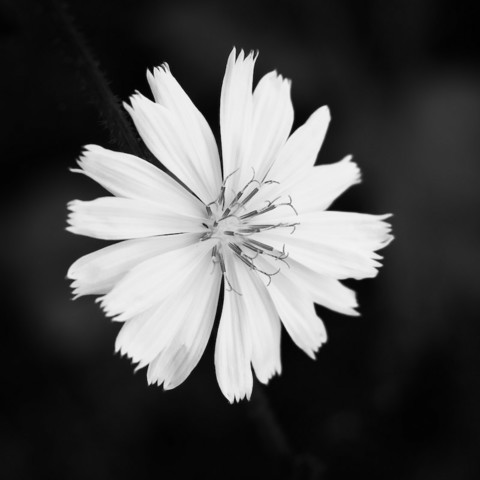 Das Foto zeigt eine Nahaufnahme von einer Blüte der "Gemeinen Wegwarte"
Das Foto ist in Schwarzweiß.