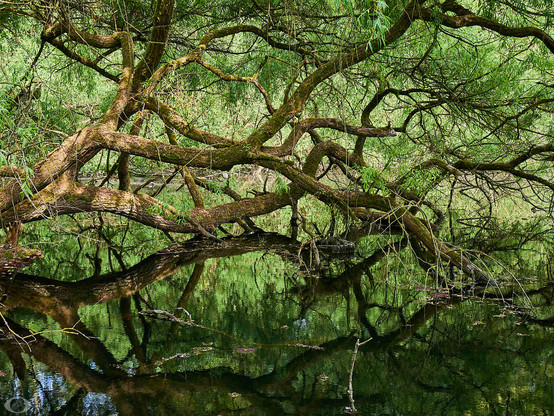 Moss-overgrown tree hanging almost horizontally over the water with thicker and thinner branches running in all directions. Luch green.