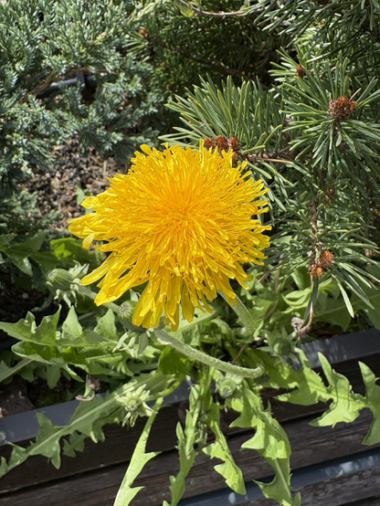 Löwenzahnblüte im Grün