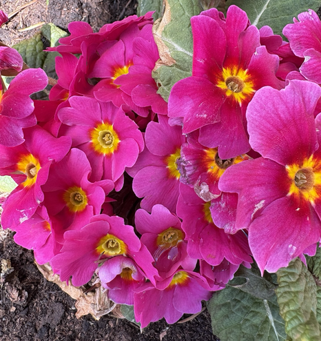 Pinkfarbene Blüten