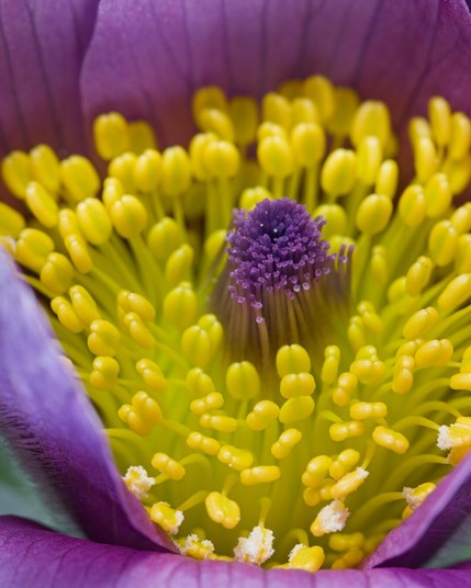 Pasqueflower