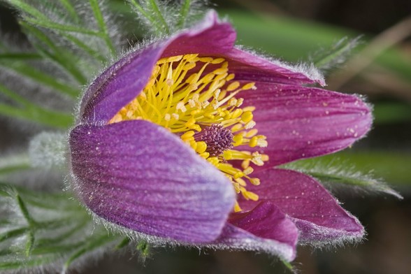 Pasqueflower