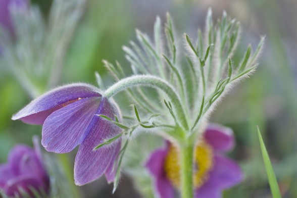 Pasqueflower