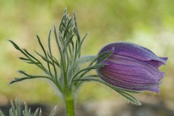 Pasqueflower