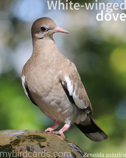 🌎 White-winged dove (Zenaida asiatica) 

The white-winged dove is a relatively large species of dove found in North and Central America. It has a grayish-brown body with a distinctive white stripe on its wings, which becomes prominent during flight. It also features a pale blue eye ring and red eyes. These doves inhabit various habitats, including woodlands, deserts, and urban areas. Their diet primarily consists of seeds, fruits, and insects. White-winged doves are known for their distinctive cooing calls, which are often heard during the breeding season. Three subspecies are recognized.

Conservation status: Least Concern (IUCN 3.1)

📷: Photo by GeorgeB2 via Pixabay https://pixabay.com/photos/dove-pigeon-bird-fountain-perched-6221980/

XAYJ