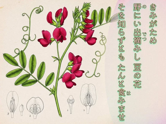 «Generated by #Gemini-imagen3, Edit in CapCut »
Alt-TXT: Pea plant illustration with pink flowers, green leaves, and tendrils. Diagrams below: flower cross-section (1), open flower (2), single petal (3) in black and white. Vintage style on beige background.

On the right side of the image is a tanka poem written in Japanese that reads, ”For you alone, /I tread the open fields, /Plucking blooms of beans. /Though you never may know this, /I bid you eat heartily.”