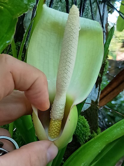 The spadix (inflorescence) of Syngonium sp. with three different types of sessile flowers: yellowish pistillate (female) flowers on the lower portion, then white sterile and fertile staminate (male) flowers. The lower, sheathing part of the spathe is held open by the fingers of the photographer