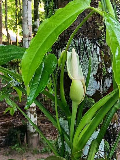 The inflorescence (spadix) of Syngonium sp., the lower portion being covered by a whitish-green sheathing bract (spathe). The upper part of the spathe has opened and the white spadix is visible