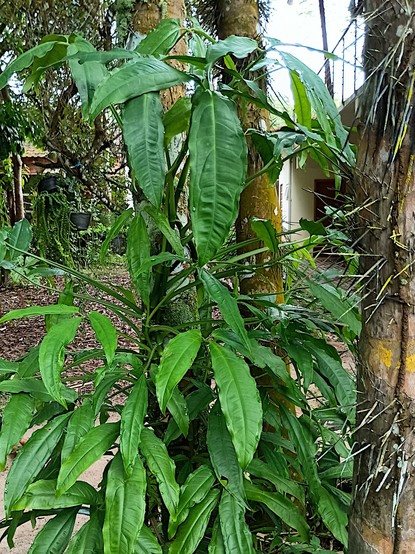 Syngonium sp., an aroid climber, on spiny palm stems (Astrocaryum). The compound, trifoliolate leaves have long petioles