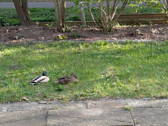 Zwei Enten sitzen gemütlich in der Sonne im Garten hinterm Haus.