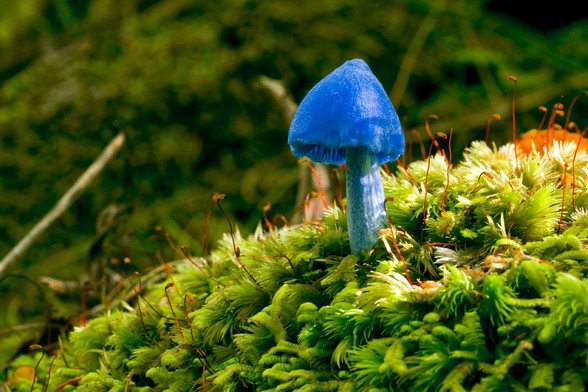 Un magnifique champignon bleu sur son lit de mousse
