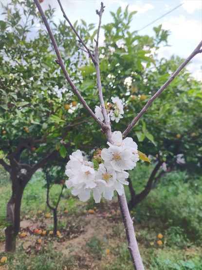 White flower in front of lemon trees