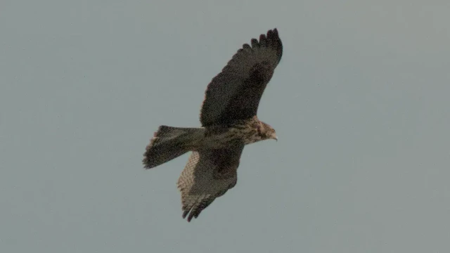 A bird of prey (Gavilán Mixto) flying and looking for a dove.
Wings and tail wide open, the almost grey sky in the background  makes it stands out and look even more menacing.