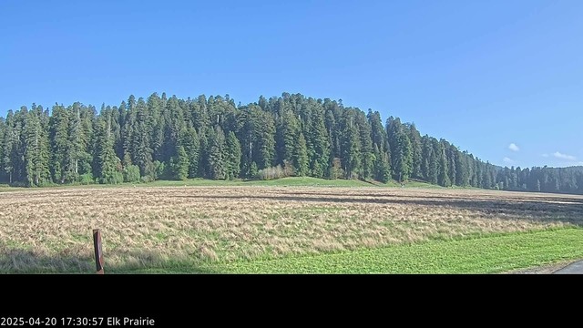 This National Park Service web camera view from Prairie Creek Redwoods State Park shows blue skies over Elk Prairie today. The prairie (in the foreground) is tan and green while trees of the redwood forest fill the horizon (center of the image).