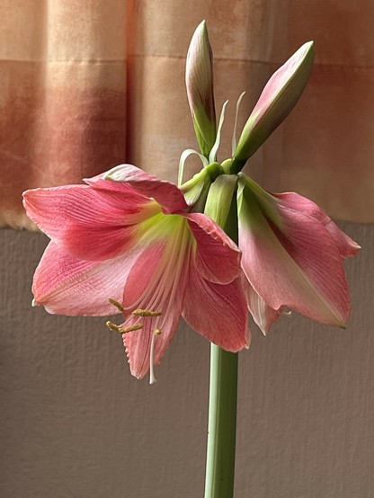 Eine Nahaufnahme von rosa blühenden Amaryllisblüten mit zarten Blütenblättern und grünen Knospen vor einem weichen, gedämpften Hintergrund mit hellorangen Vorhängen.