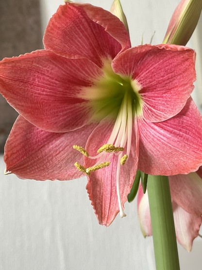 Eine Nahaufnahme einer rosafarbenen Amaryllisblüte mit auffälligen weißen und grünen Staubgefäßen vor einem weichen Hintergrund.