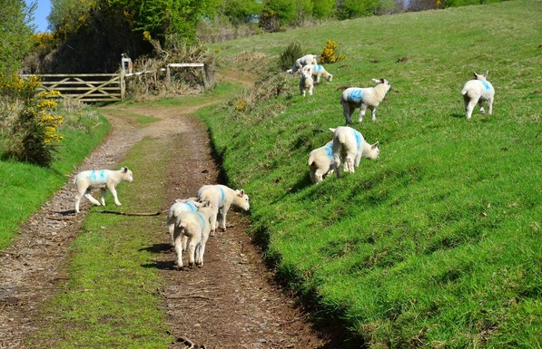 Lambs feeding on pasture in a field.