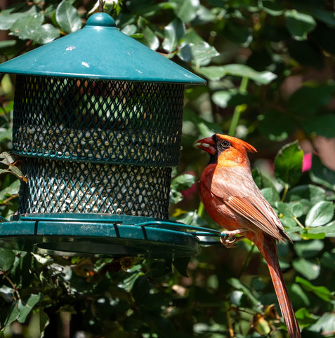 Cardinal eating at a feeder