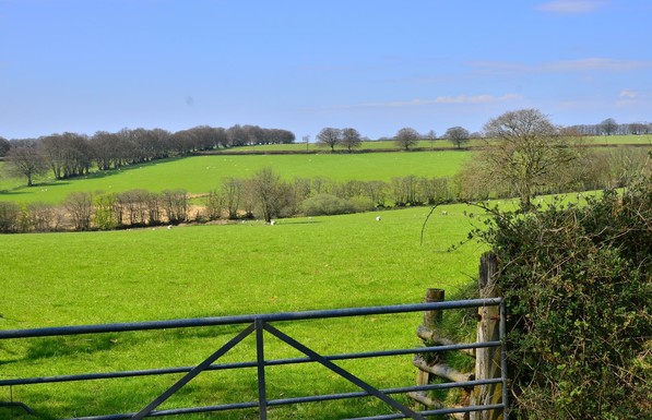 Large field of grass with some sheep.