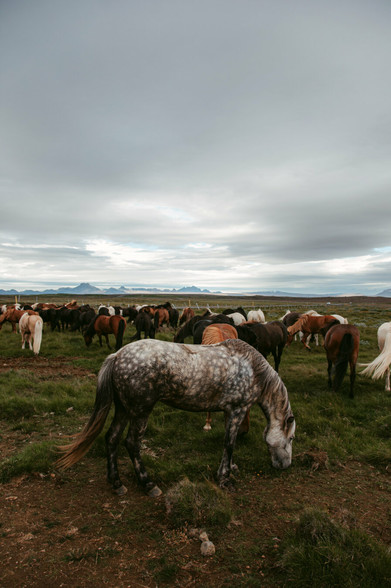 This image captured by elopement photographer Sturmsucht shows a beautiful dapple-grey Icelandic horse grazing in the foreground. The horse has a distinctive spotted grey coat pattern with a flowing mane and tail, and is bending its head down to eat grass from the ground. 

Behind this horse is a large herd of Icelandic horses in various colors - browns, blacks, whites, and chestnuts - all scattered across a vast grassy field. The horses appear calm and peaceful as they graze together.

The landscape is quintessentially Icelandic - a wide, open grassland with distant mountains visible on the horizon. Above, the sky is dramatic and moody, filled with heavy grey clouds creating a brooding atmosphere. The cloudy sky stretches across the entire scene, giving the image a serene yet somewhat melancholic feeling.

The setting appears to be a remote part of Iceland, with the horses roaming freely in their natural environment against the backdrop of Iceland's rugged and beautiful terrain.