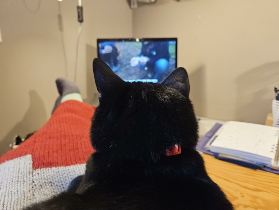 Alea the Black Cat on my lap watching Time Team.