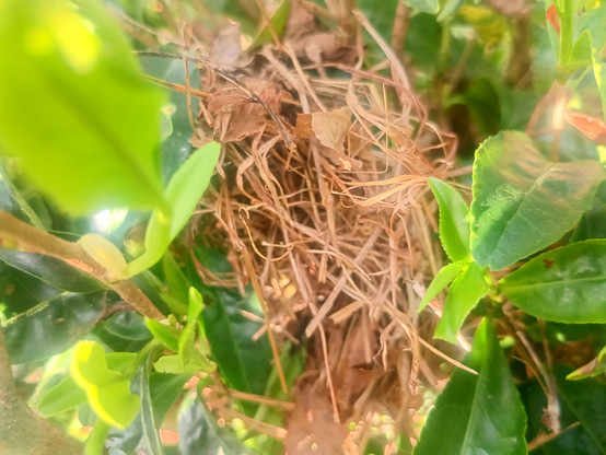 A photo of the spherical nest of harvest mouse, made of grass stalks, upon tea plants.

It's about the size of a nuckle.