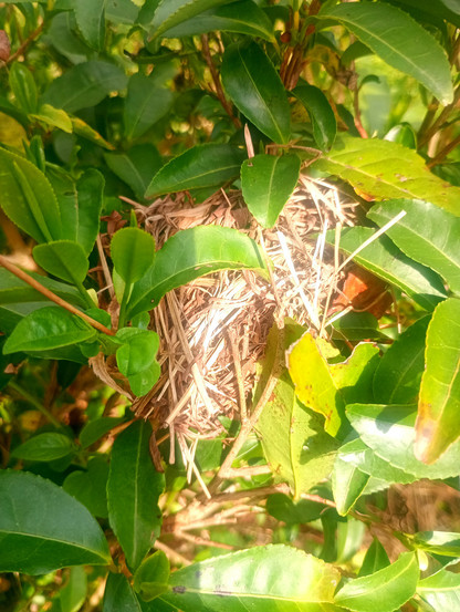...And another one, half concealed by budding tea leaves.