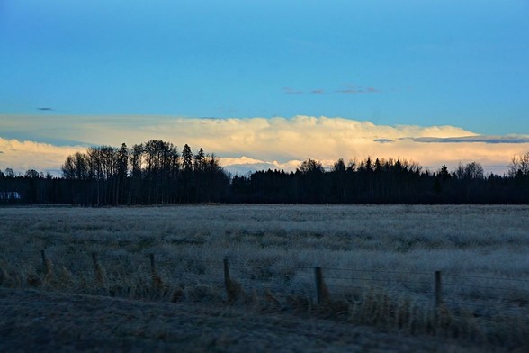 From the moving car- across a mowed dry grass road side ditch, then a wire and post fence followed by a winter faded pale pasture, in dusky shadow, with knee-high ungrazed grass or a failed unmowed crop? Beyond is an area of mixed woods with bare poplars and dark spruce, more woodland farther back. A light coloured building/roof is visible through the trees to the left. The sky fills about half the frame with a distant thunderstorm low in the sky across the entire frame. The storm is lit by the setting sun off to the right out of frame so the effect is a long dense white to faintly gold-pink wall of cloud, darker below. Some of it is large smooth areas with some of the classic bubbly cauliflower texture on edges and some fine darker ribbons in front. Above is blue sky with some darker wisps.